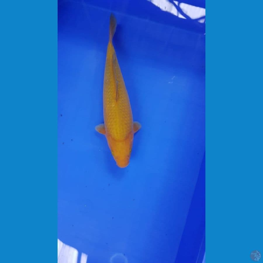 MIDORI 31 CM