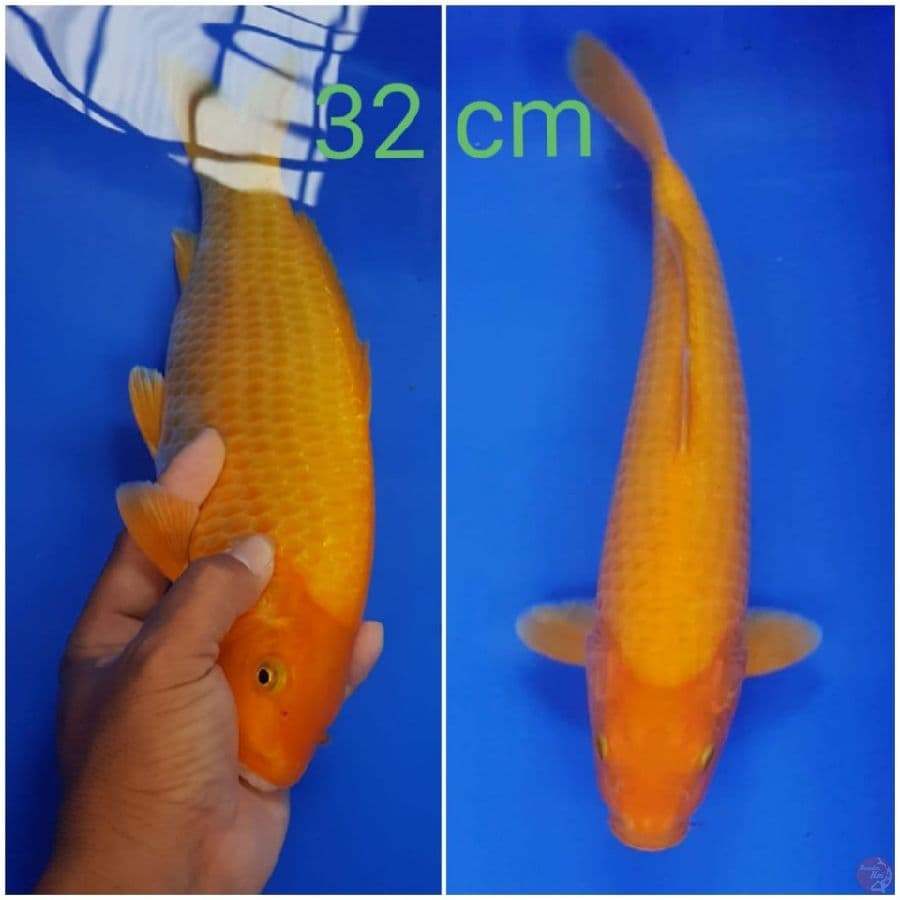 RED KARASHI 32 cm