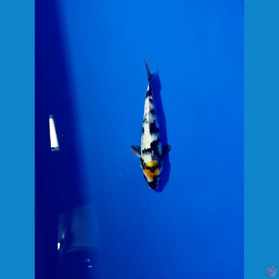 TAncho showa 30 cm