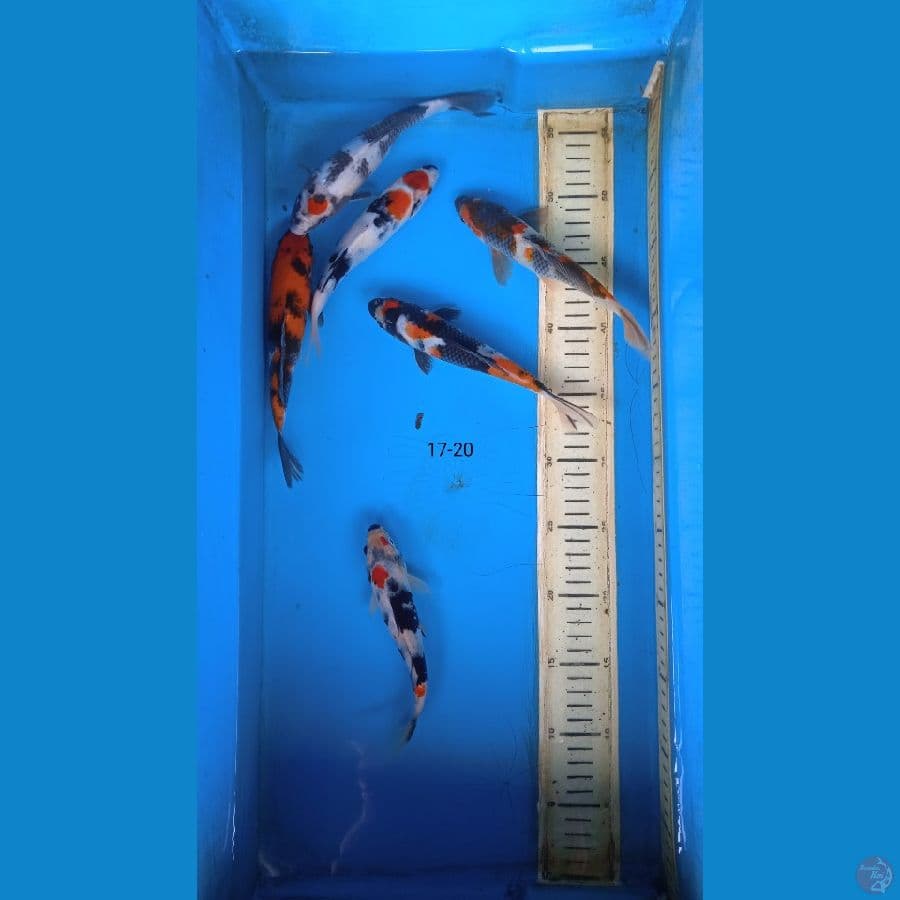 showa mix 17-20cm