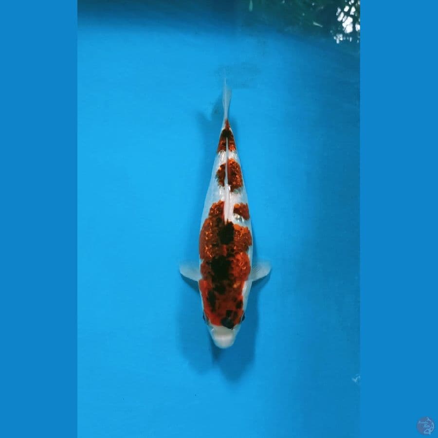 KOROMO