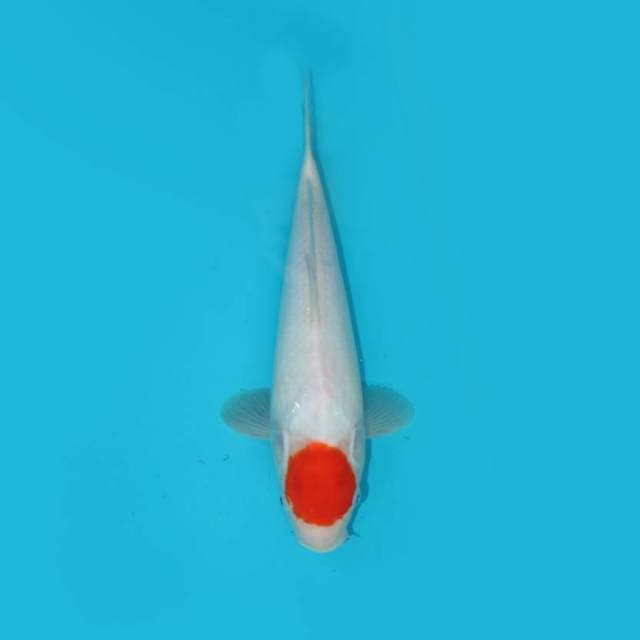 TANCHO 30 CM