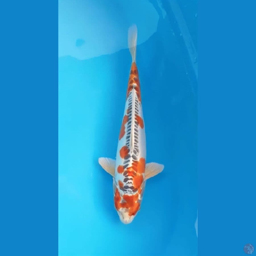 kujaku doitsu 35 cm male