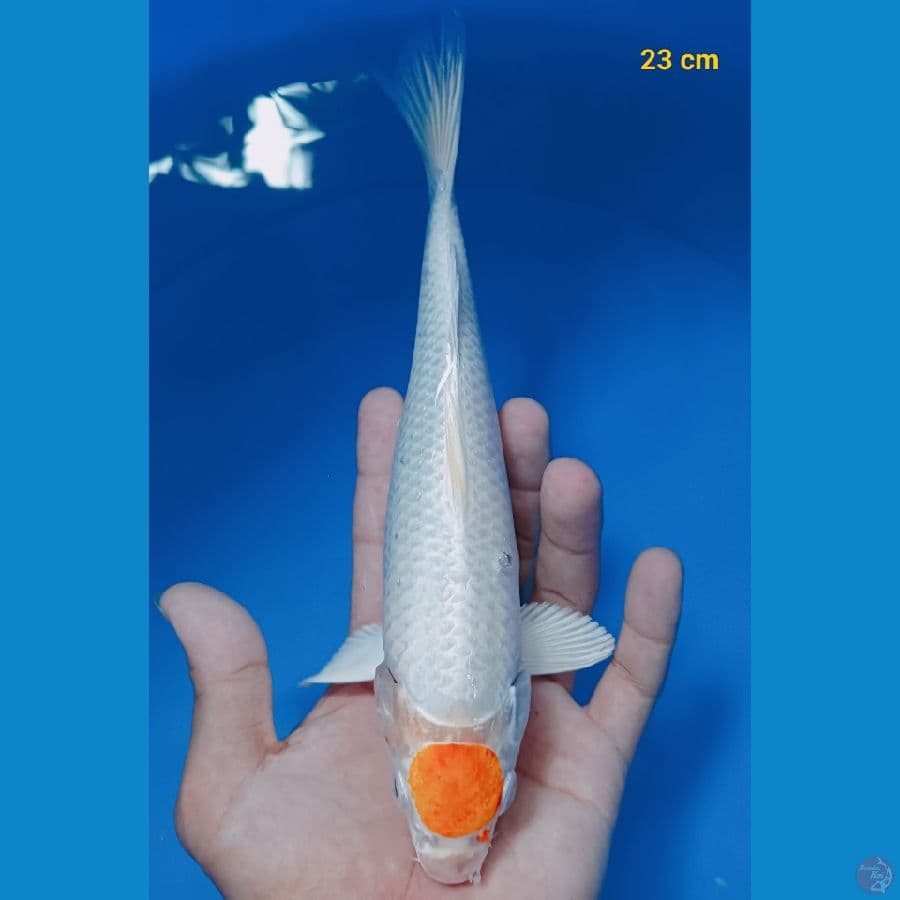 Tancho Hariwake 23 cm