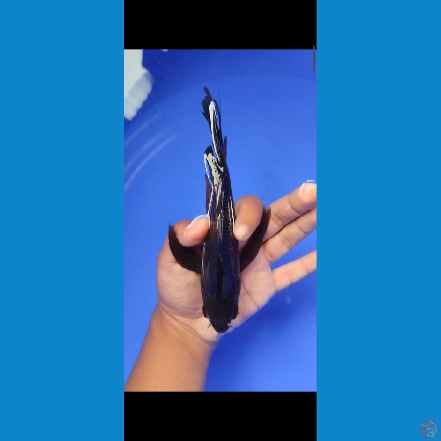 karasu slayer