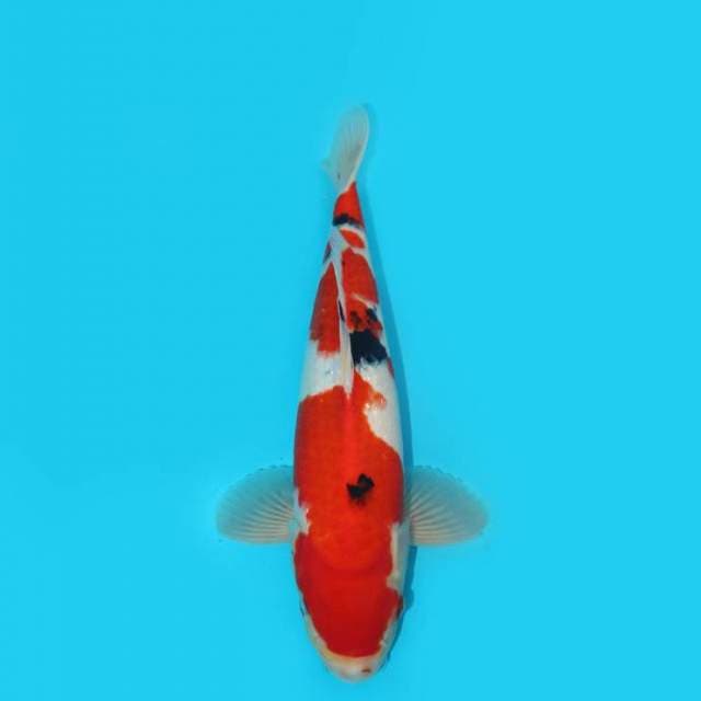 SANKE 36 CM