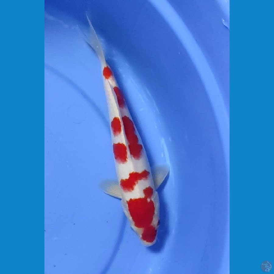 Kohaku Sakura Jantan