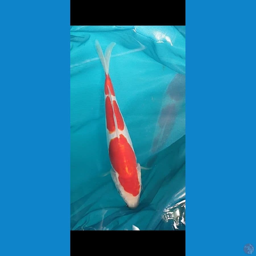 kohaku doitsu 23 cm
