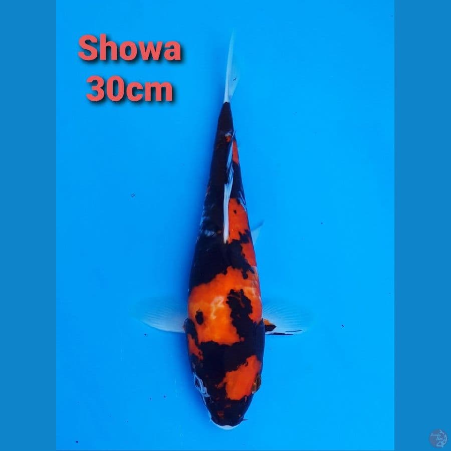 SHOWA 30CM