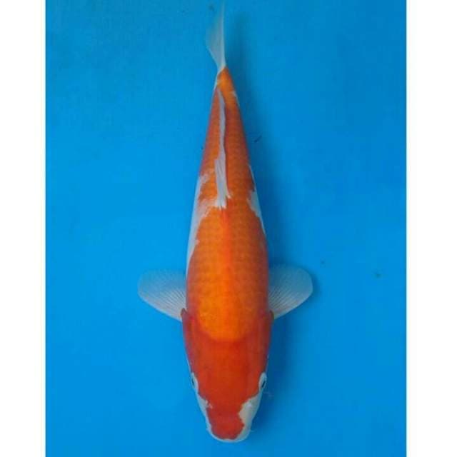 Kohaku Import non serti