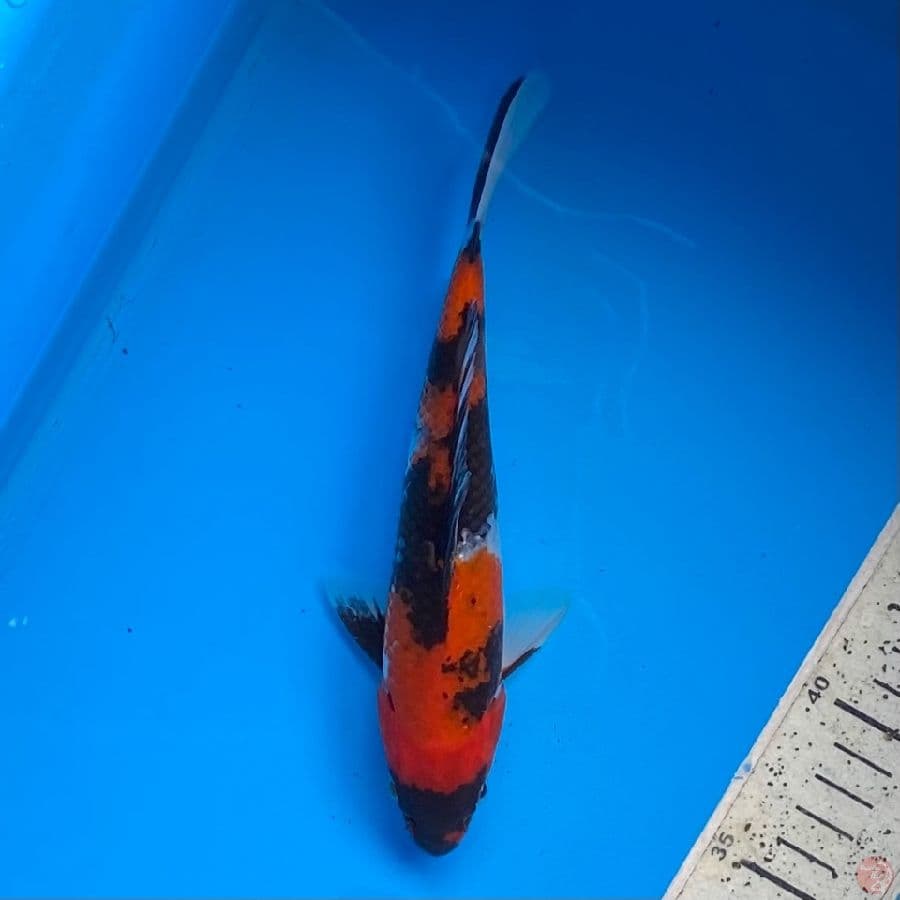 showa 20cm