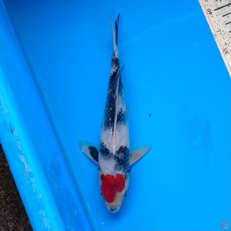 tancho showa 22cm