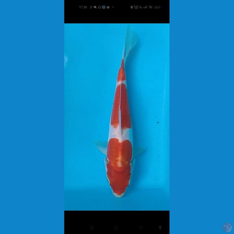 kohaku doitsu 22 cm