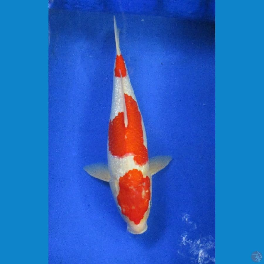 kohaku ginrin ±45,cm