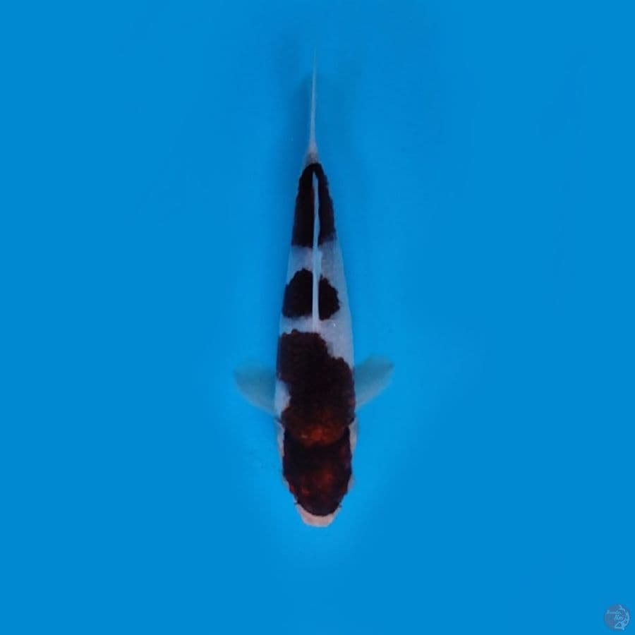 BUDOGOROMO_20CM HQ