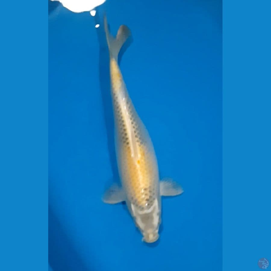 kin Showa 36cm