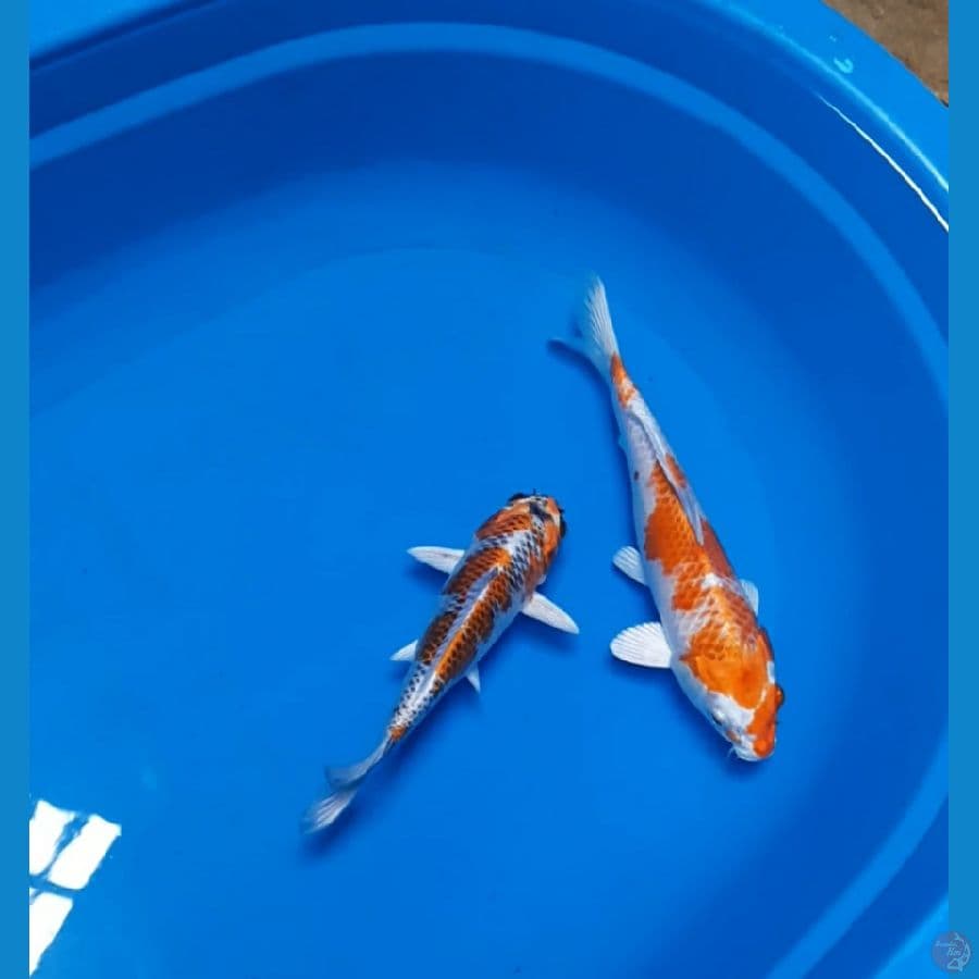 2ekor kujaku 25cm