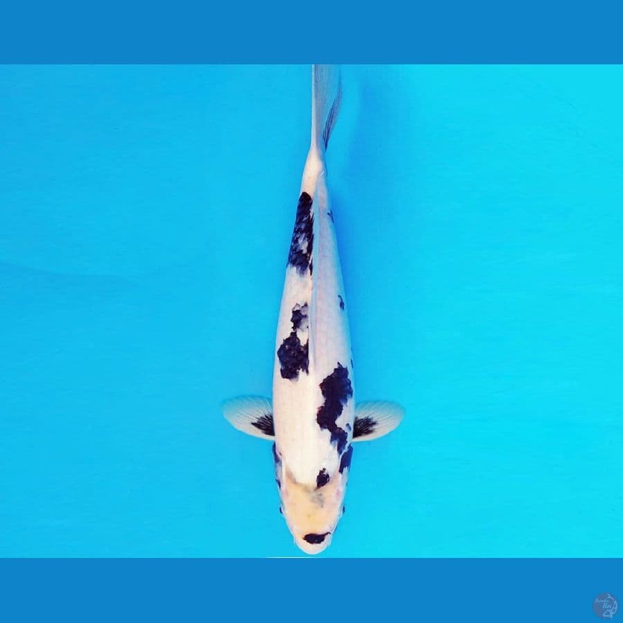 AMAYADORI 2 ~ SHIRO 32 cm/male ™