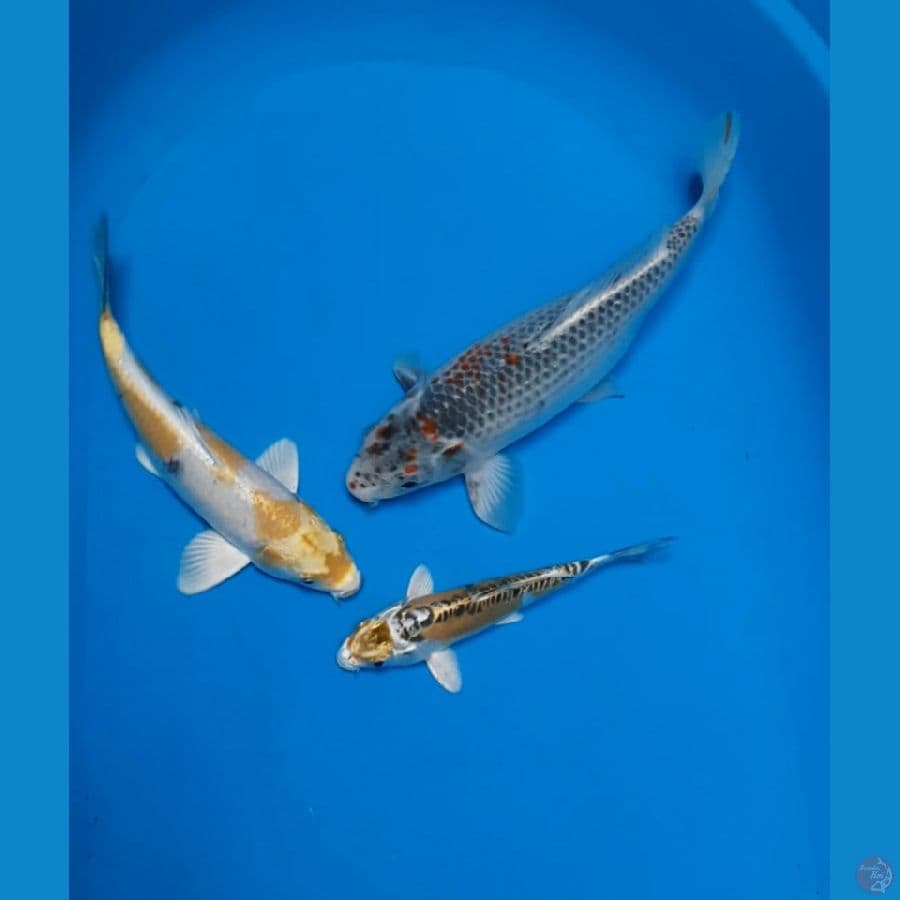 paket 3ekor 20,25,30 cm