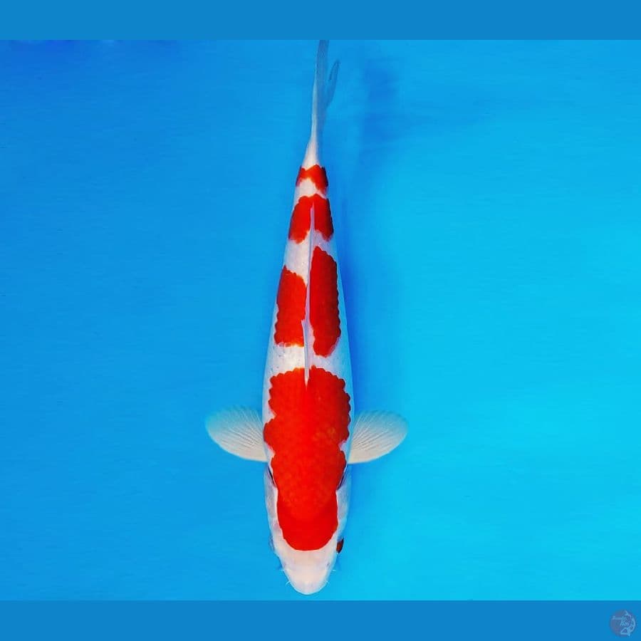 AMAYADORI 4 ~ KOHAKU 33 cm/fm ™