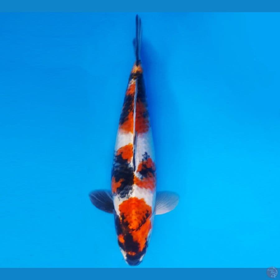 AMAYADORI 5 ~ SHOWA HIKARI 38 cm/male ™