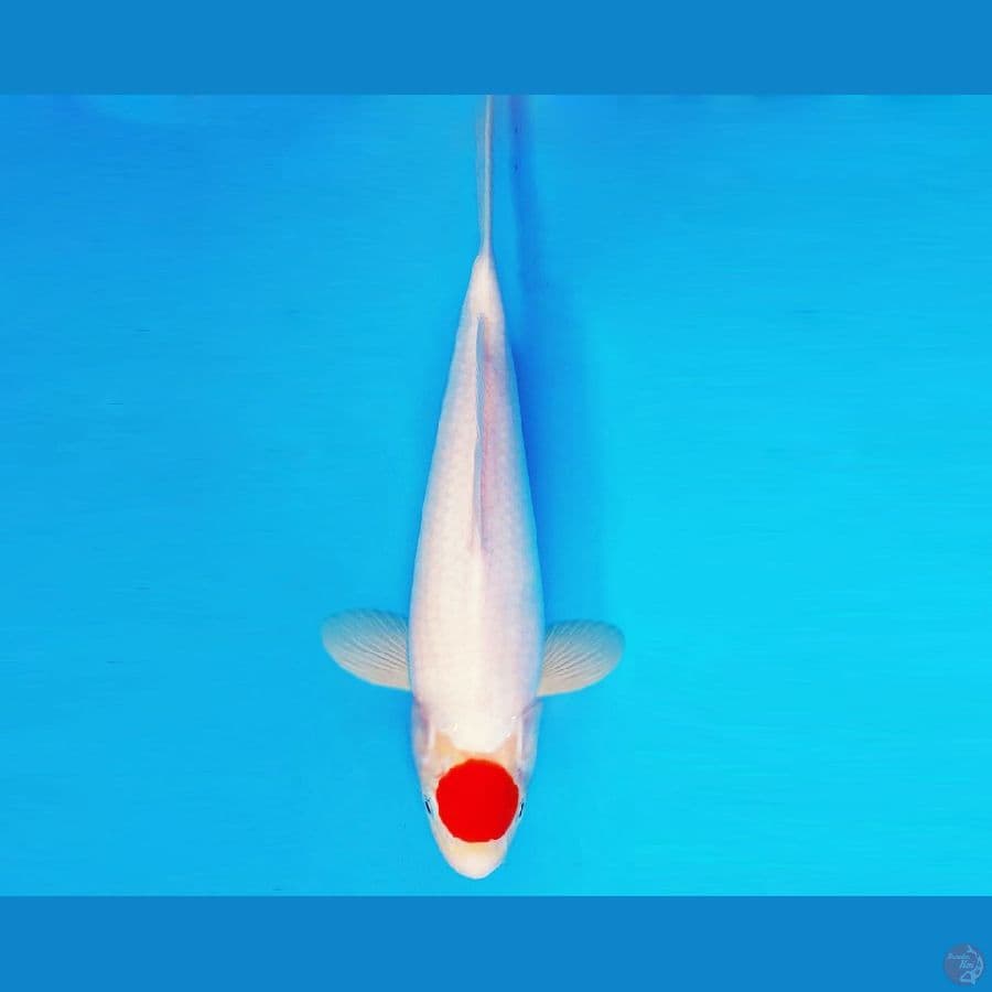 AMAYADORI 8 ~ TANCHO 33 cm/male ™