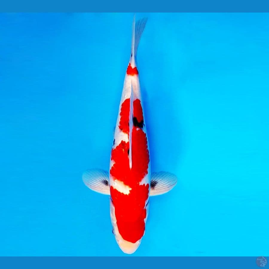 AMAYADORI 9 ~ SHOWA EVO 32 cm/male ™