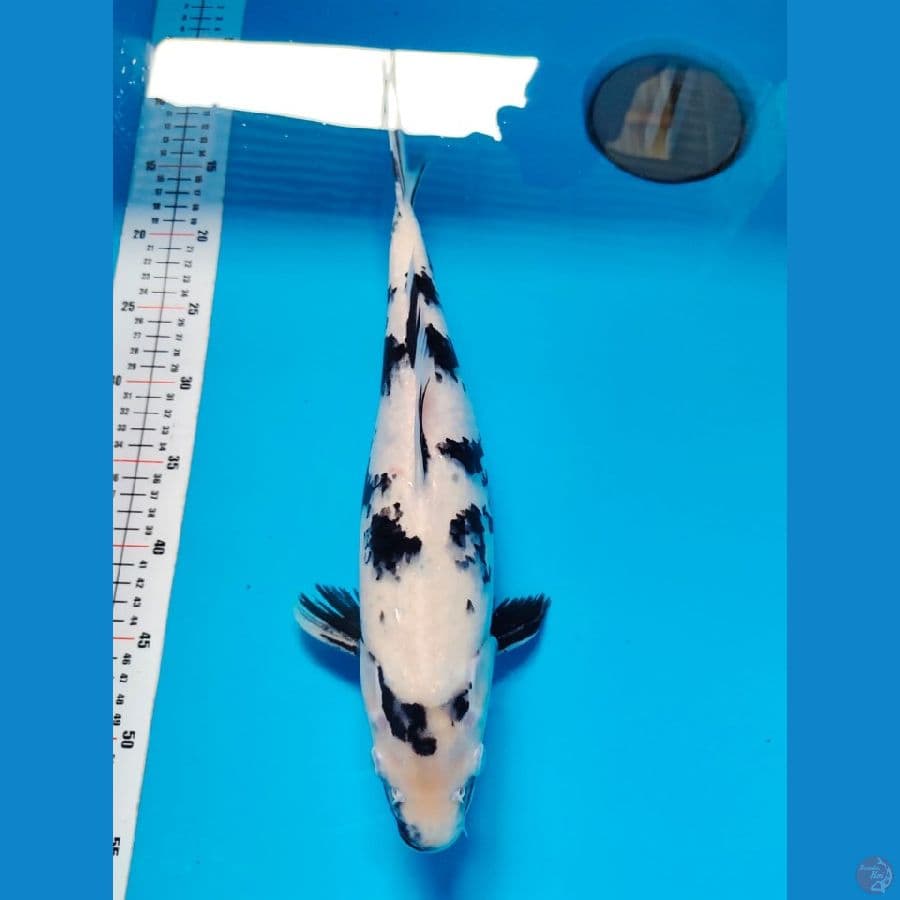 shiro 40cm