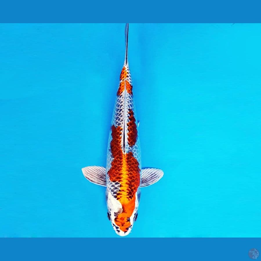 AMAYADORI 12 ~ GINGA 28 cm/fm ™