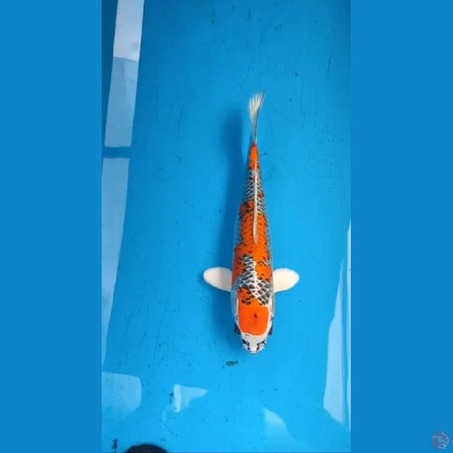 Kujaku 35cm
