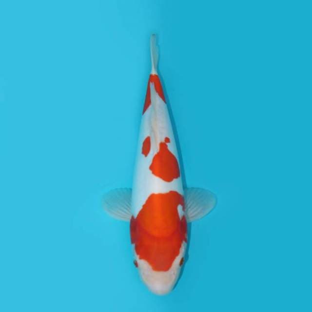 YG_KOHAKU DOITSU_34 CM