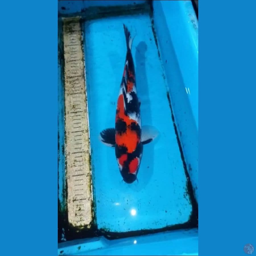Showa 35cm