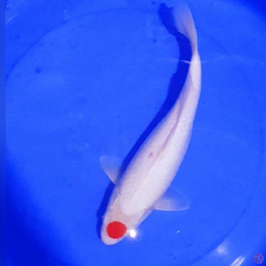 TANCO KOHAKU