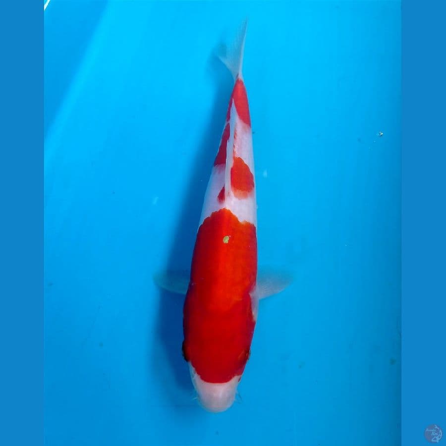 kohaku 20 cm