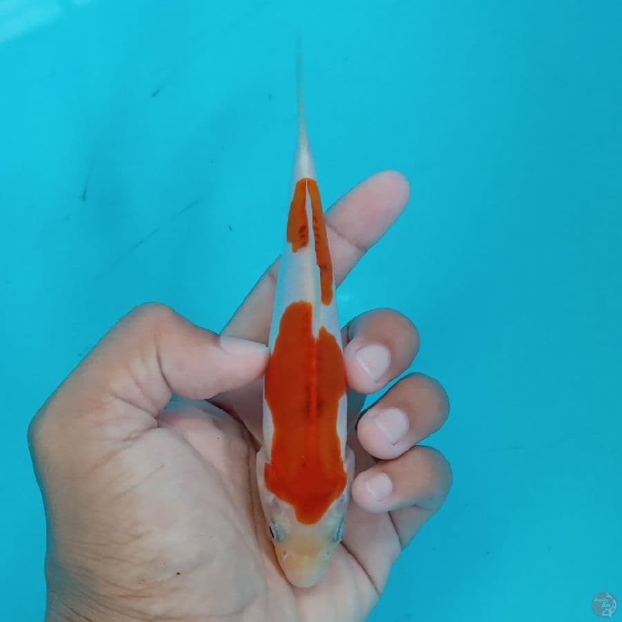Minion - Doitsu Murni C 14cm