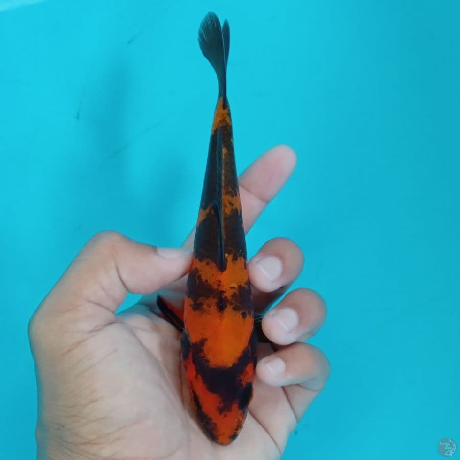 Minion - Hi Utsuri C 16cm