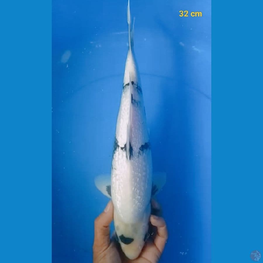 SQ shiro male 32 cm