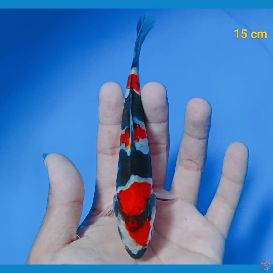 showa doit 15 cm