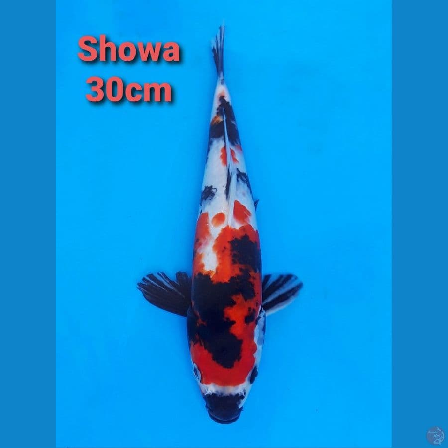 SHOWA 30CM
