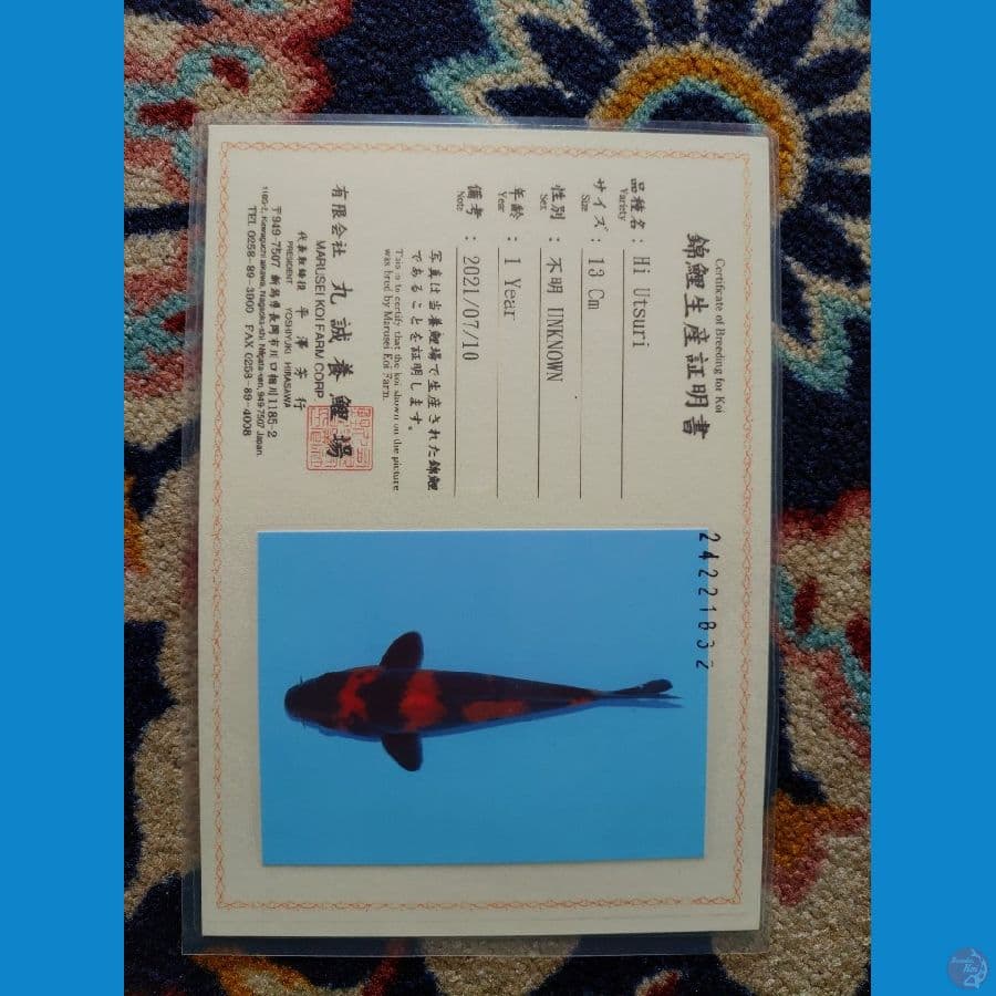 Koi Import Jepang Hi Utsuri (Sertifikat Marusei) 25cm Super