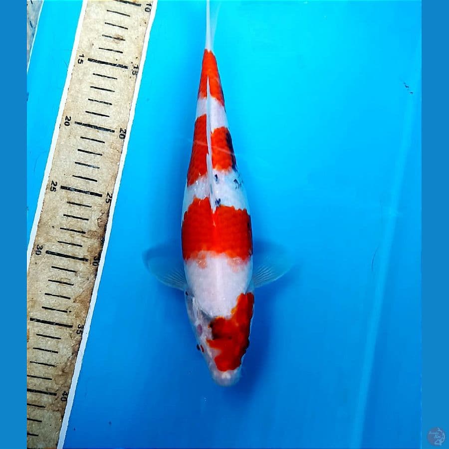 showa 28 cm