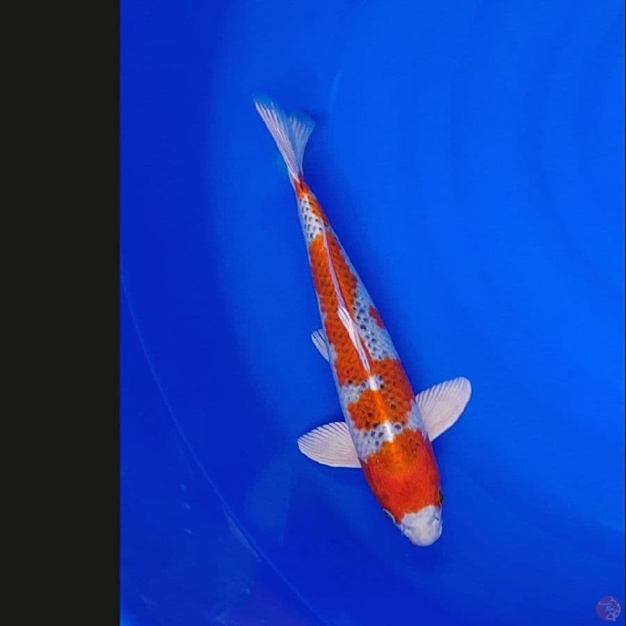 Koi Import Jepang Kujaku (Sertifikat Kaneko) 35cm Super