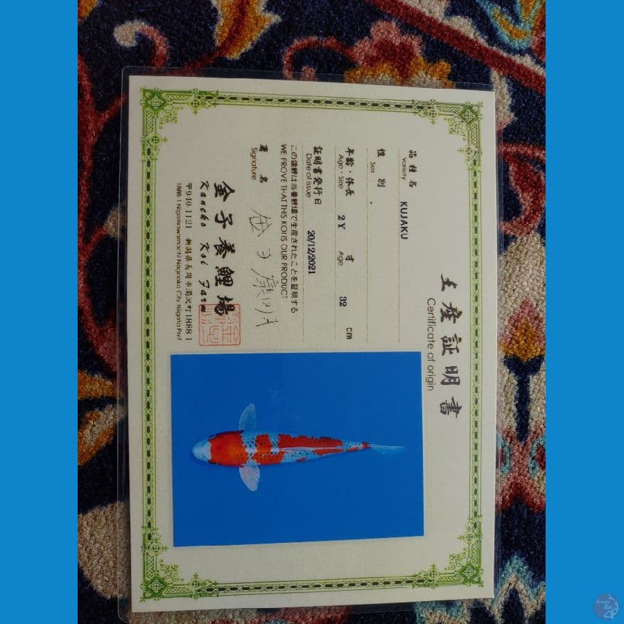 Koi Import Jepang Kujaku (Sertifikat Kaneko) 35cm Super