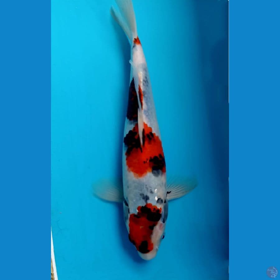 showa 25 cm