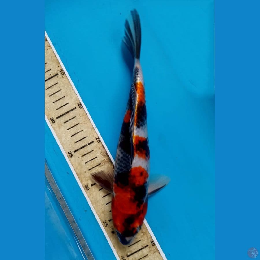 showa goshiki 27 cm