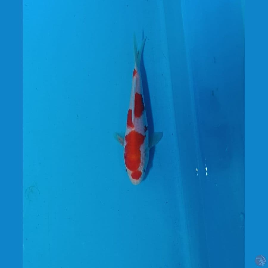 kohaku bahan original
