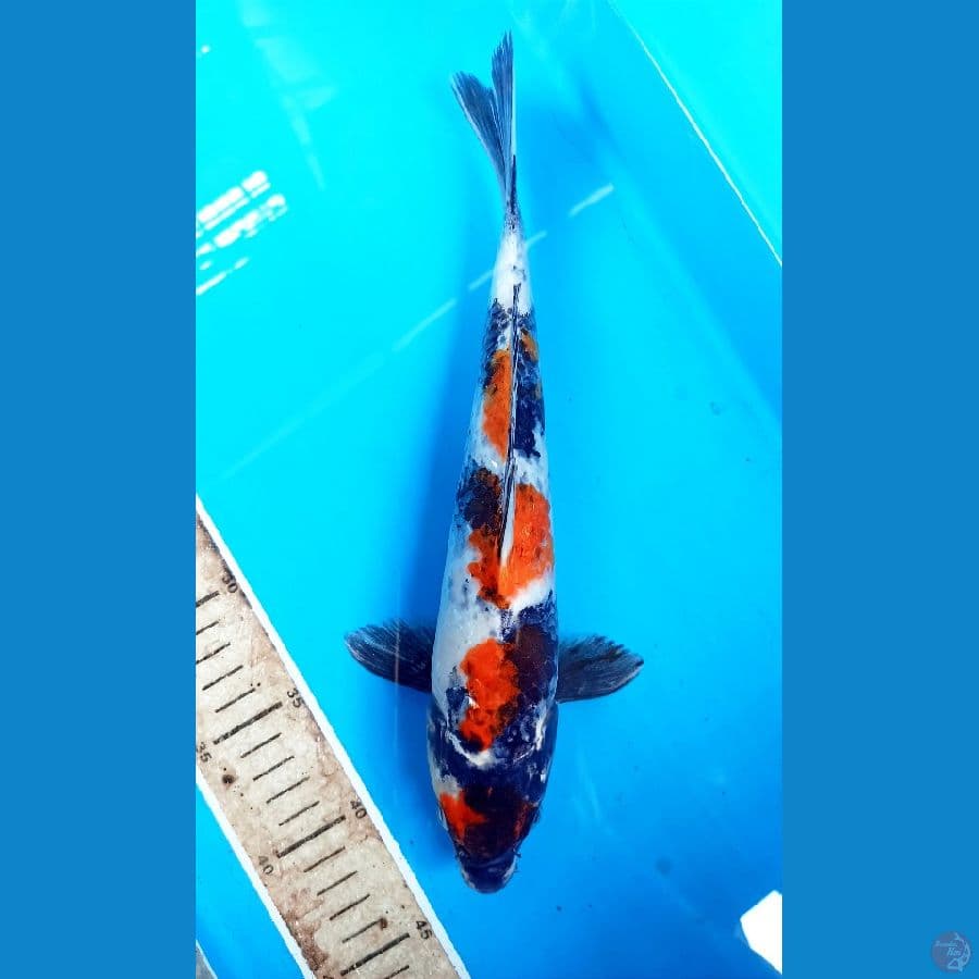 showa 30cm
