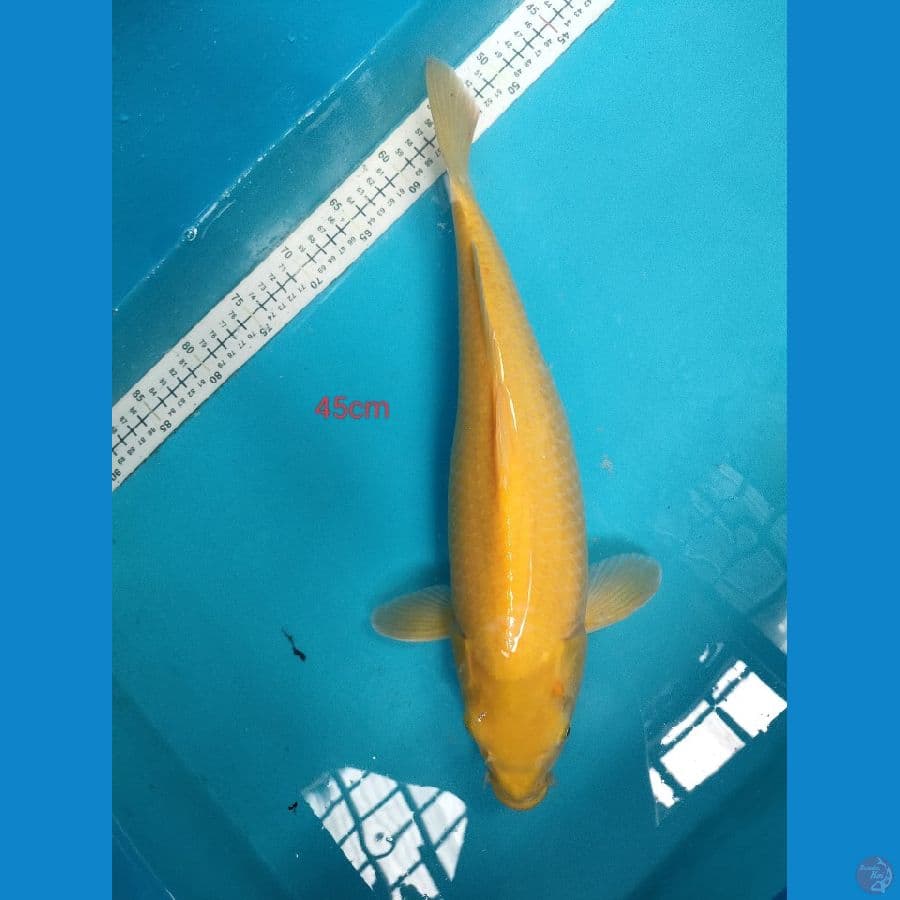 karasi 45cm