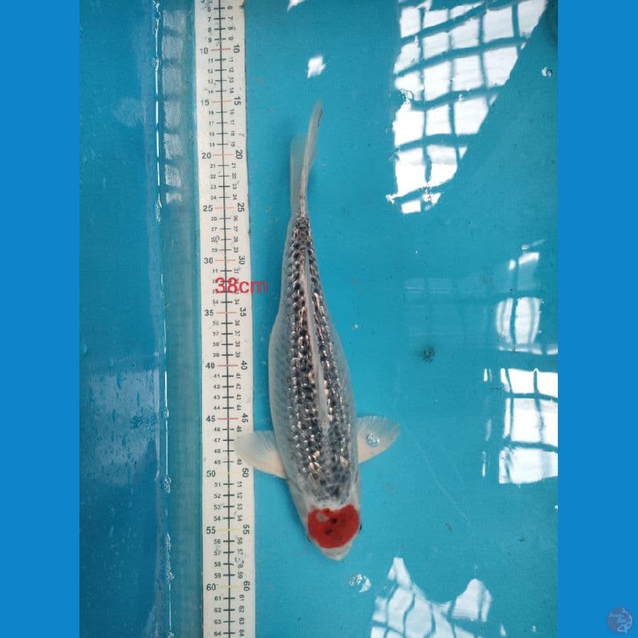 38cm