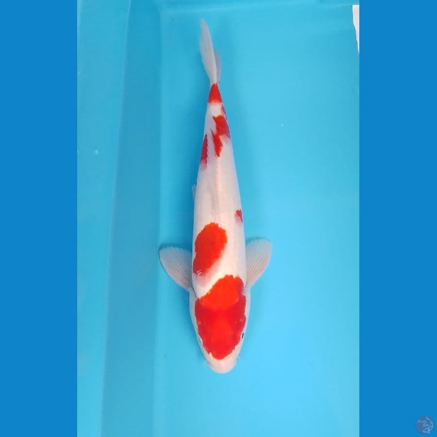 kohaku M 35